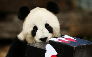 According to a 2015 panda census by the State Forestry Administration, there are currently 422 pandas kept in captivity worldwide.