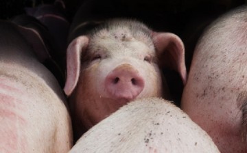 I need space: Pork is selling high nowadays and an analyst predicts that its price will increase again in July.