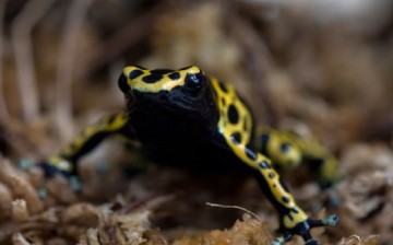 What are you staring at? I can kill you: The dangerous bumblebee or yellow-backed poison dart frog almost entered the country through a parcel in 2015 if not intercepted by a bureau in Beijing.