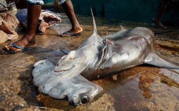 Dead but not useless: A hammerhead shark awaits slaughter; its fins, particularly, are highly valued.