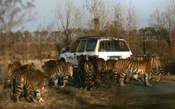 Siberian tigers gather 'round a car at feeding time in the Hengdaohezi Breeding Center for Felidae on Oct. 25, 2007 in Harbin of Heilongjiang Province, China. The center, established in 1986, is the world's biggest captive breeding base for Siberian tiger