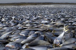 Thousands Of Dead Fish Found On North Carolina Beach