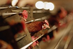 U.S. files WTO complaint over excessive import tariff on chicken in China.
