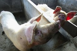 Pig Breeders To Get Subsidies In Jilin Province
