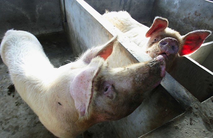 Pig Breeders To Get Subsidies In Jilin Province