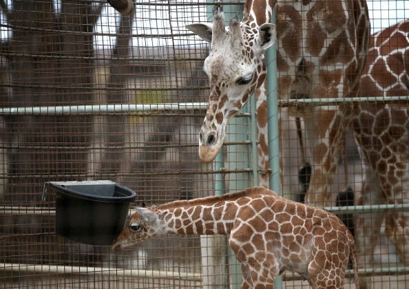 A newborn giraffe calf stands in its enclosure at the San Francisco Zoo on August 29, 2014 in San Francisco, California.