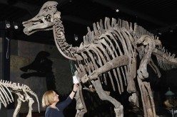 An auction house employee poses between the skeleton of a duck-billed dinosaur, Harpocrasaurus stibengi  and a Hyrachyus skeleton.