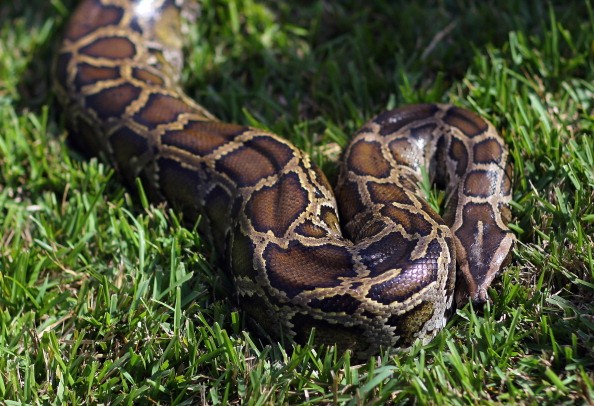  A Burmese python is seen on display at the registration event and press conference for the start of the 2013 Python Challenge on January 12, 2013 in Davie, Florida.