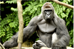 Since the death of Harambe the gorilla, animal rights activists and online users have expressed outrage on the parents of the four-year-old boy who fell into the gorilla enclosure.