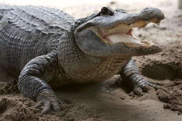 An alligator is seen at the Gator Park in the Florida Everglades May 17, 2006 in Miami-Dade County. 
