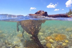 GoPro cameras can capture under water moments.