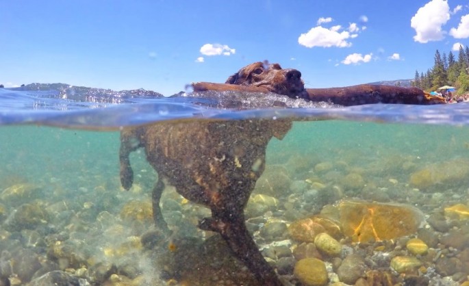 GoPro cameras can capture under water moments.