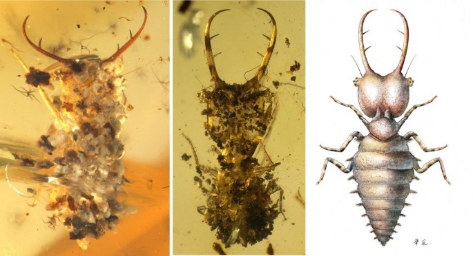 The larvae usually live concealed and camouflaged in ground litter or under stones, lying in wait for prey. Left: Well camouflaged with small stones. Middle: Carbonized plant residue is used as camouflage here. Right: Reconstruction of a yet uncamouflaged