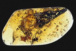 Enantiornithes wing and skin sections encased in amber, nicknamed 