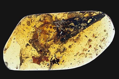 Enantiornithes wing and skin sections encased in amber, nicknamed "Rose". 