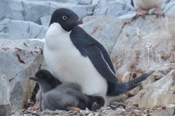 UD scientists report on the projected response of Adélie penguins to Antarctic climate change in a new journal article.