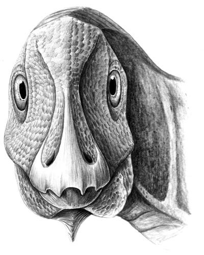 A reconstruction of the young Telmatosaurus individual