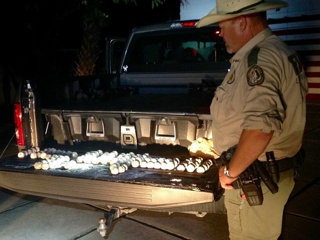 More than 100 loggerhead turtle eggs were stolen by a Florida man, where he is charged with a third degree felony.