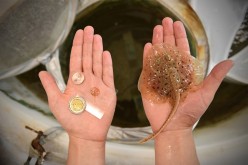 This tiny robotic stingray is modeled after the stingray Leucoraja erinacea, at one tenth of its size.