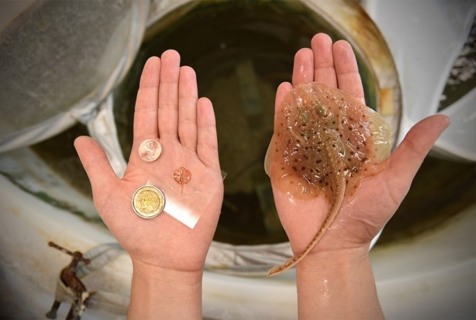 This tiny robotic stingray is modeled after the stingray Leucoraja erinacea, at one tenth of its size.