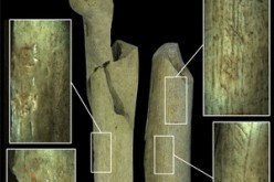 Various categories of human action upon the Neandertal bones of Goyet: Femur I (left) shows pits and a notch caused by striking, and femur II shows scratches indicative of butchering. Femur III has marks on it consistent with its having been used to knapp