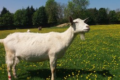 A goat at Buttercups Sanctuary for Goats in Kent, UK.