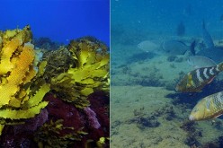 Before and after the 2011 heatwave which saw the virtual extinction of some of Western Australia’s vast temperate kelp forest ecosystems. Grazing tropical and sub-tropical fishes which use their teeth to scrape the reef substrate leave little chance for n