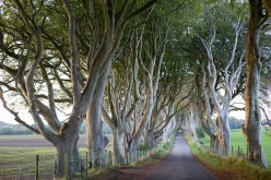 The Dark Hedges, located in Belfast, Northern, Ireland is one of the most iconic locations in 