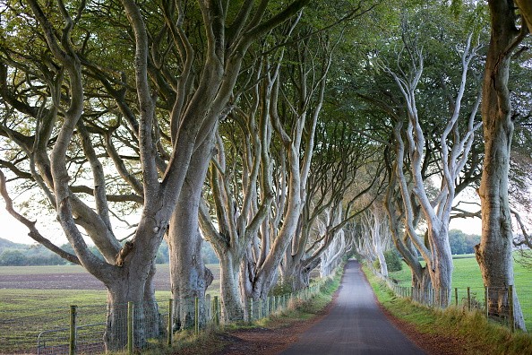 The Dark Hedges, located in Belfast, Northern, Ireland is one of the most iconic locations in "Game of Thrones."