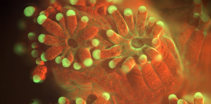 Fluorescent image of the coral Pocillopora damicornis. The field of view is approximately 4.1 x 3.4 mm.