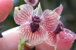 This is a close-up of the new orchid species Telipogon diabolicus showing its flower resembling a devil's head.