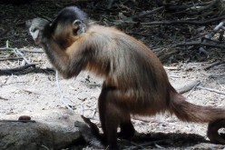 Wild Brazilian bearded capuchin monkeys in Brazil have used stone tools for more than 700 years.