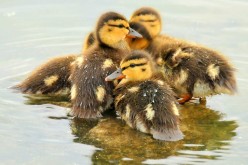 These cute mallard ducklings are already capable of abstract thought.