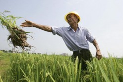 A Chinese farmer works at a hybrid rice field on June 20, 2006, in Changsha City, Hunan Province of China.