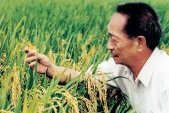 Researcher Yuan Longping showcasing the new high-yield rice his team has developed. 