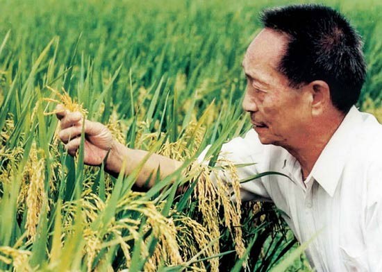 Researcher Yuan Longping showcasing the new high-yield rice his team has developed. 