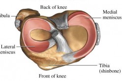 The meniscus