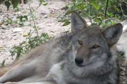 Gray wolf coyote hybrid