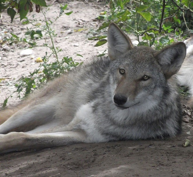 Gray wolf coyote hybrid