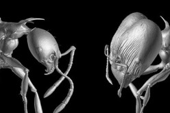 Two new ant species were named after 