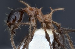 Side view of new ant species: Pheidole drogon.