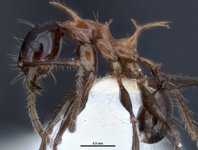 Side view of new ant species: Pheidole drogon.