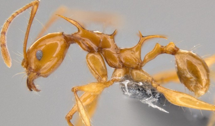 Pheidole viserion, a newly discovered ant species from Papua New Guinea, imaged with traditional photographic techniques.