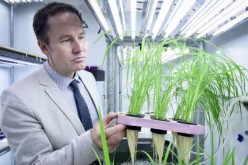 U of T Scarborough Professor Herbert Kronzucker has helped identify superstar varieties of rice that can reduce fertilizer loss and cut down on environmental pollution in the process.