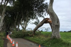 Another tree has fallen in the iconic Dark Hedges because of adverse weather.