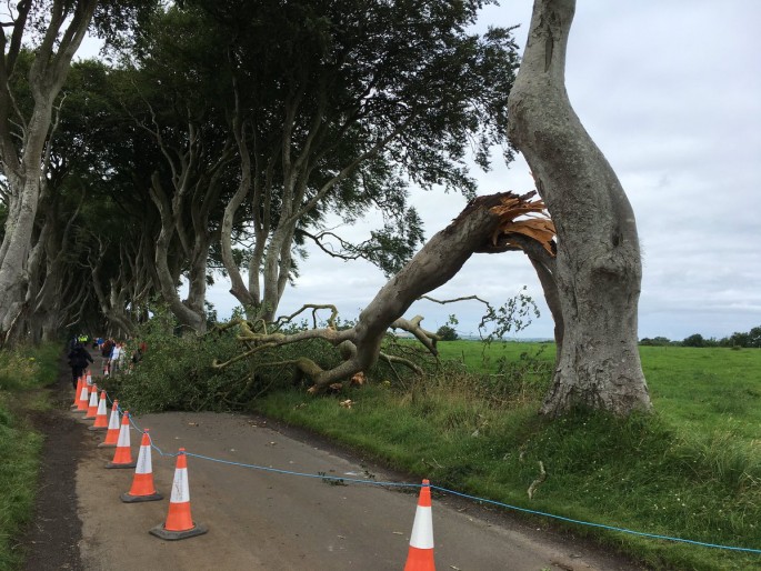 Another tree has fallen in the iconic Dark Hedges because of adverse weather.