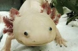 The axolotl, or Mexican salamander, is one of the three regenerative species described in a new paper that identified common genetic regulators governing limb regeneration in all three species.