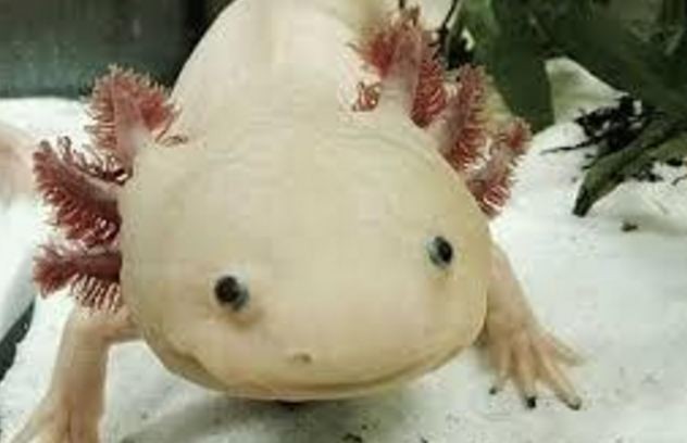 The axolotl, or Mexican salamander, is one of the three regenerative species described in a new paper that identified common genetic regulators governing limb regeneration in all three species.