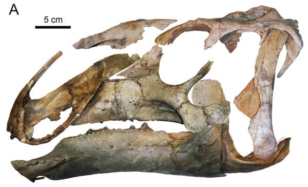 A hadrosaur skull similar to the one found by Chinese scientists in Inner Mongolia.