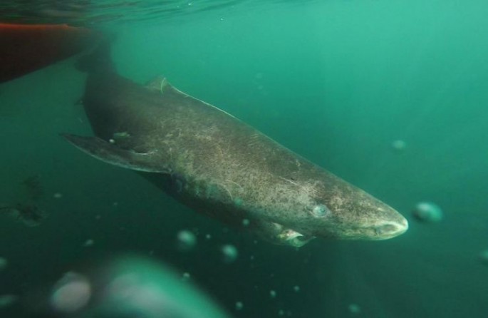 Greenland sharks can live for more than two centuries.